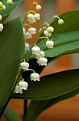 CONVALLARIA,  LILY OF THE VALLEY.