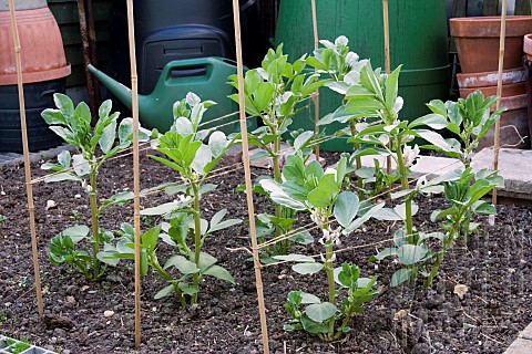 BROAD_BEAN_GIANT_EXHIBITION_LONGPOD_GROWING_WITH_SUPPORT_APRIL