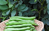 BROAD BEAN, GIANT EXHIBITION LONGPOD,  HARVESTED 25TH JUNE