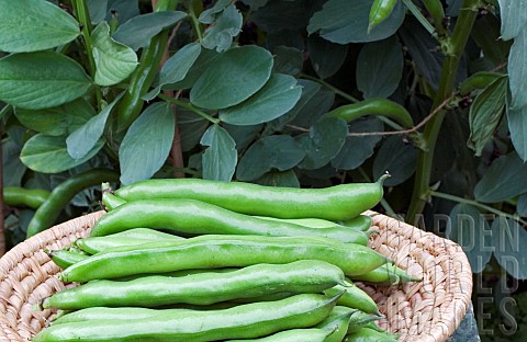 BROAD_BEAN_GIANT_EXHIBITION_LONGPOD__HARVESTED_25TH_JUNE