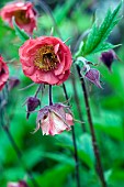 GEUM, RIVALE (WATER AVENS)