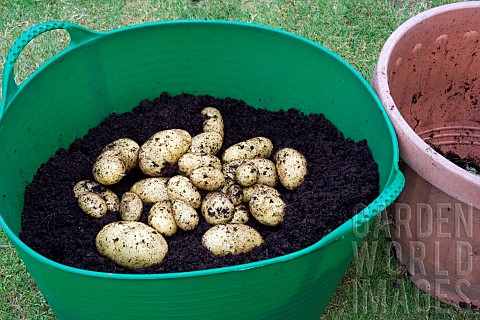 POTATOES_CHARLOTTE_GROWN_IN_CONTAINER_HARVESTING_3_OF_4