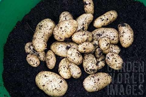 POTATOES_CHARLOTTE_GROWN_IN_CONTAINER_HARVESTING_4_OF_4