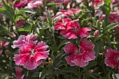DIANTHUS, RED AND PINK