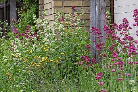 CENTRANTHUS_RUBER_AND_CENTRANTHUS_RUBER_ALBUS_GROWING_WILD