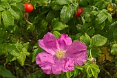 ROSA RUGOSA FLOWER AND HIPS