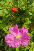 ROSA RUGOSA FLOWER AND HIPS