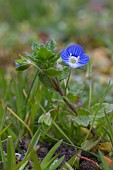 VERONICA PERSICA, COMMON FIELD SPEEDWELL, ALSO REFERRED TO AS BUXBAUMS OR PERSIAN SPEEDWELL. CLOSE UP OF FLOWER