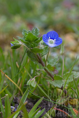VERONICA_PERSICA_COMMON_FIELD_SPEEDWELL_ALSO_REFERRED_TO_AS_BUXBAUMS_OR_PERSIAN_SPEEDWELL_CLOSE_UP_O