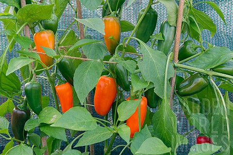 CHIQUINO_PEPPERS_GROWING_IN_GREENHOUSE