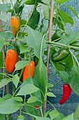 CHIQUINO PEPPERS GROWING IN GREENHOUSE