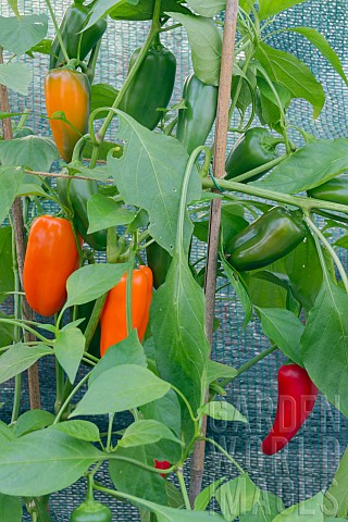 CHIQUINO_PEPPERS_GROWING_IN_GREENHOUSE
