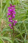 EARLY PURPLE ORCHID, ORCHIS MASCULA,
