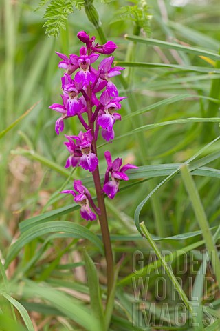 EARLY_PURPLE_ORCHID_ORCHIS_MASCULA
