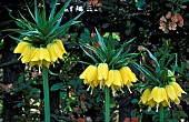 FRITILLARIA IMPERIALISCROWNIMPERIAL