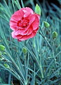 DIANTHUS RUBY