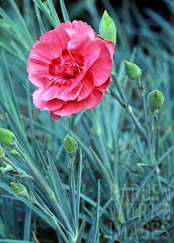 DIANTHUS_RUBY