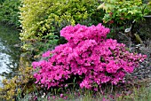leptospermum rubinette