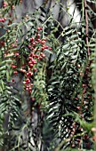 Garden World Images - Search - mastic Garden World Images - Search - mastic