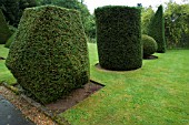 ROW OF SHAPES BASED ON EUCLIDEAN GEOMETRY,  IN YEW (TAXUS BACCATA). TOPIARY GARDEN