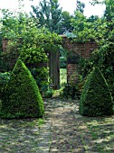COURTYARD WITH BOX PYRAMIDS (BUXUS SEMPERVIRENS) FLANK GATEWAY.  ALSO INC. EUPHORBIA,  HONESTY & CLIMBING ROSES.