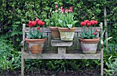 TERRACOTTA POTS OF FRINGED TULIPS ON WOODEN BENCH.