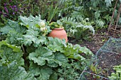 CULINARY RHUBARB,  WITH FLOWERS IN BUD,  NEXT TO TERRACOTTA FORCING POT IN KITCHEN GARDEN