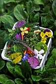Lambs Leaf Lettuce