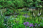Cornus+dogwood+shrub