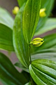 disporum lutescens