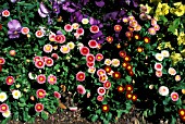 BELLIS PERENNIS MIXED AND MULTI COLOURS WITH VIOLAS.