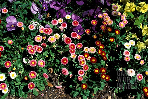 BELLIS_PERENNIS_MIXED_AND_MULTI_COLOURS_WITH_VIOLAS