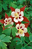 AQUILEGIA CRIMSON STAR,  PERENNIAL, RED, WHITE, FLOWER, CLOSE UP,  LATE SPRING, EARLY SUMMER