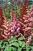 ASTILBE MIXED,  PINK, RED, FLOWERS, CLOSE UP