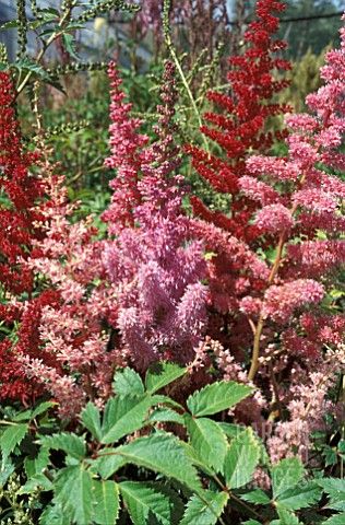 ASTILBE_MIXED__PINK_RED_FLOWERS_CLOSE_UP