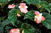 BEGONIA RICHMONDENSIS,  WATER DROPLETS ON PLANT