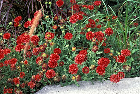 GAILLARDIA_PULCHELLA_RED_PLUME_A_MASS_OF_RED_FLOWERHEADS_WITH_MIXED_GRASSES