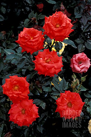 ROSA_CATHEDRAL_ROSE