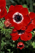 ANEMONE CORONARIA,  RED, SINGLE, FLOWERS, SPRING, EARLY SUMMER