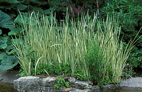 ACORUS_CALAMUS_VARIEGATA__VARIEGATED_LEAVES