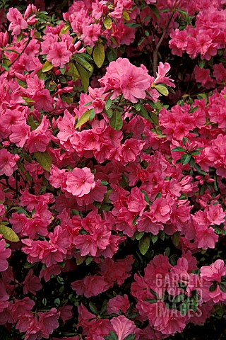 RHODODENDRON_PINK_RUFFLES__PINK_FLOWERS_CLOSE_UP