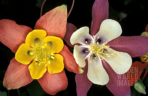 AQUILEGIA_MIXED__PERENNIAL_CLOSE_UP_LATE_SPRING_EARLY_SUMMER