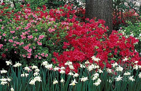 RHODODENDRON_AZALEA__MIXED_COLOURS_FLOWERS_WHOLE_PLANT