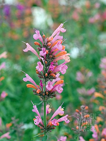 AGASTACHE_ACAPULCO_SALMON_AND_PINK