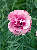 DIANTHUS MISS PINKY