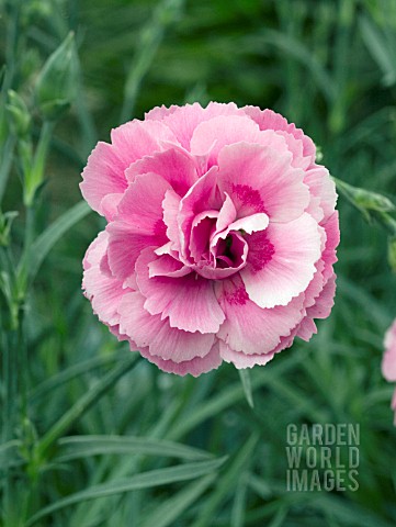 DIANTHUS_MISS_PINKY