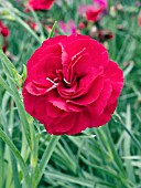 DIANTHUS RUBYS TUESDAY