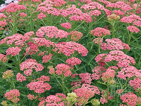 ACHILLEA_APRICOT_DELIGHT