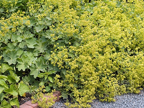 Alchemilla Mollis Auslese