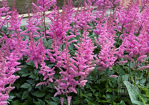 ASTILBE_MAGGIE_DALEY